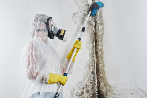 Professional Mold Removal & Remediation in Meadow Lake, NM